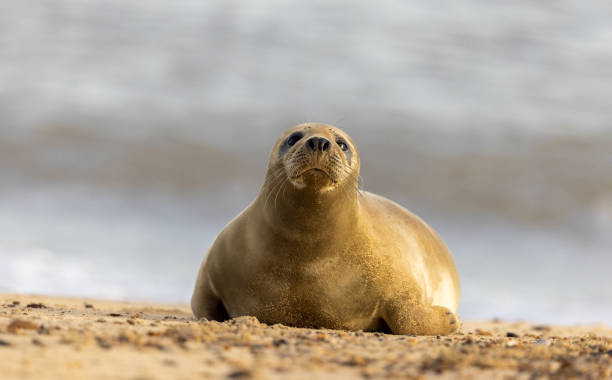istock Inquisitive Female Grey Seal 1357436308