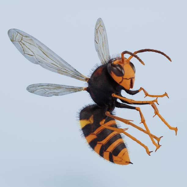 istock Realistic 3D Render of Asian Hornet 1357436387