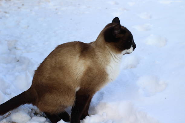 istock Siamese Thai cat pooping in snow 1357436595