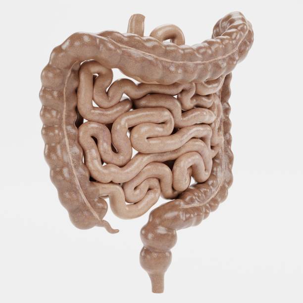 istock Realistic 3D Render of Intestines 1357437572