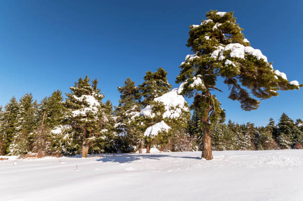 istock Winter landscape of the mountain. 1357437638