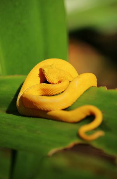istock Yellow eyelash pit viper (Bothriechis schlegelii) perched on a leaf in Cahuita National Park, Costa Rica 1357438156