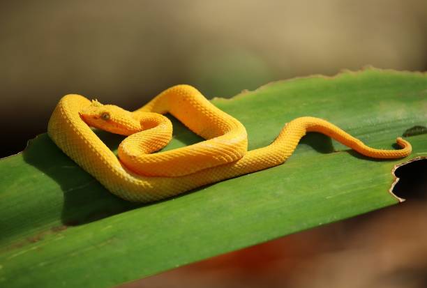 istock Yellow eyelash pit viper (Bothriechis schlegelii) perched on a leaf in Cahuita National Park, Costa Rica 1357438161