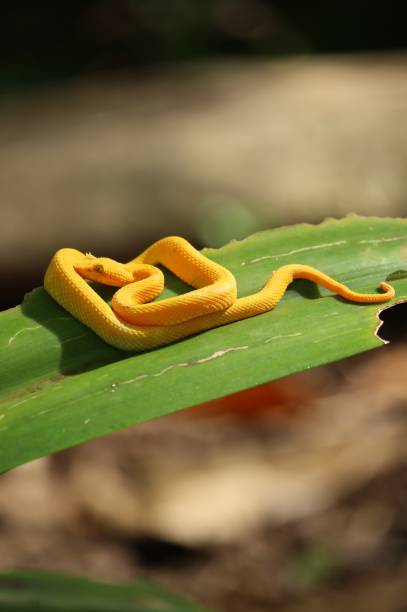 istock Yellow eyelash pit viper (Bothriechis schlegelii) perched on a leaf in Cahuita National Park, Costa Rica 1357438167