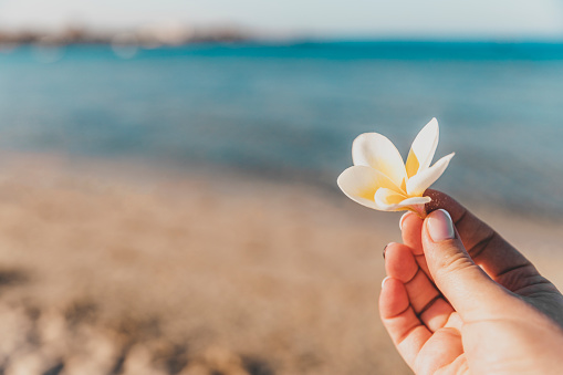 A woman's hand holds white yellow orchid flower bud on a coastline background. Rest in tropical countries. Beauty of nature. Sandy beach and sea. Sand and silent ocean coast line. High quality photo