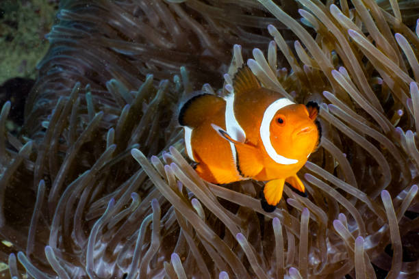 Clown fish in Indonesia stock photo