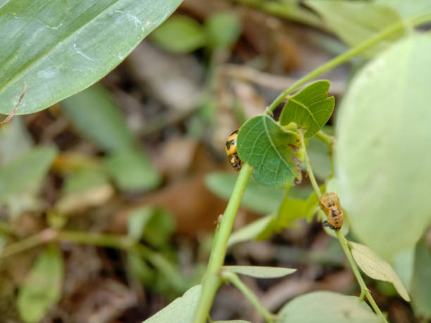istock young ladybugs that have just come out of the pupa 1357439202