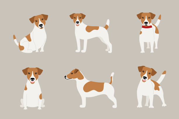 Set of poses of the Jack Russell Terrier dog breed Set of poses of the Jack Russell Terrier dog breed jack russell terrier stock illustrations