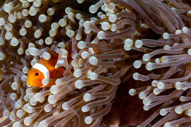 istock Clown fish in Indonesia 1357439256