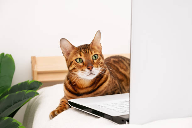 istock Beautiful bengal cat lying by gift box on bed looking at laptop in white interior indoors.Copy space.Holiday online shopping,work from home.Smart pet,distance education,learning.High angle,top view 1357439263