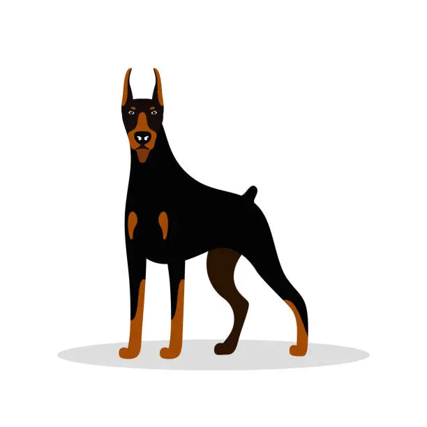Vector illustration of Vector cute dog Doberman Pinscher