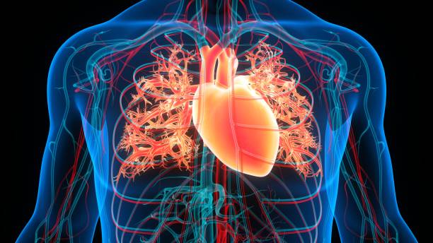 istock Human Circulatory System Heart Anatomy 1357440259