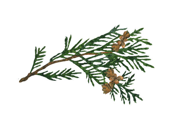 istock Watercolor cypress or thuja branch with cones isolated on white background. Hand drawing illustration of evergreen tree twig. Perfect for medical, health care design, print, cover, decoration of garden. 1357441310