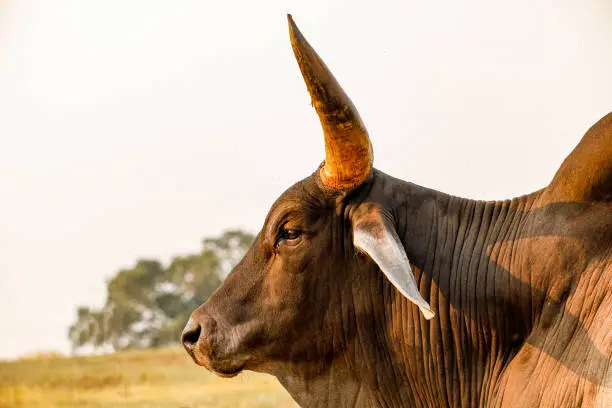 The Guzerá or Guzerat is a Brazilian breed of domestic cattle. It derives from cross-breeding of Indian Kankrej cattle.