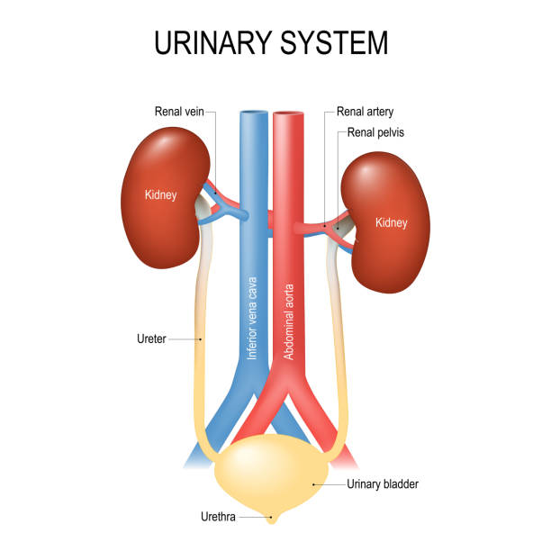 анатомия мочевыделительной системы. - human artery illustrations stock illustrations