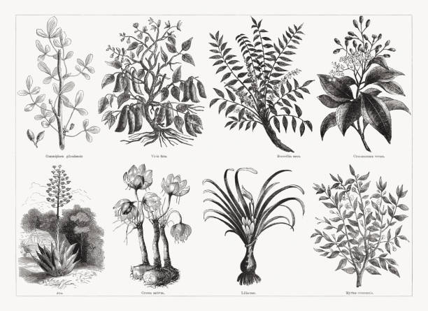 Useful and medicinal plants, wood engravings, published in 1862 Useful and medicinal plants, top: Arabian balsam tree (Commiphora gileadensis); Broad bean (Vicia faba); Frankincense or Olibanum-tree (Boswellia sacra); Cinnamon tree (Cinnamomum verum). Below: Aloe vera; Saffron crocus (Crocus sativus); Lily (Liliaceae); Myrtle (Myrtus communis). Wood engravings, published in 1862. broad bean plant stock illustrations
