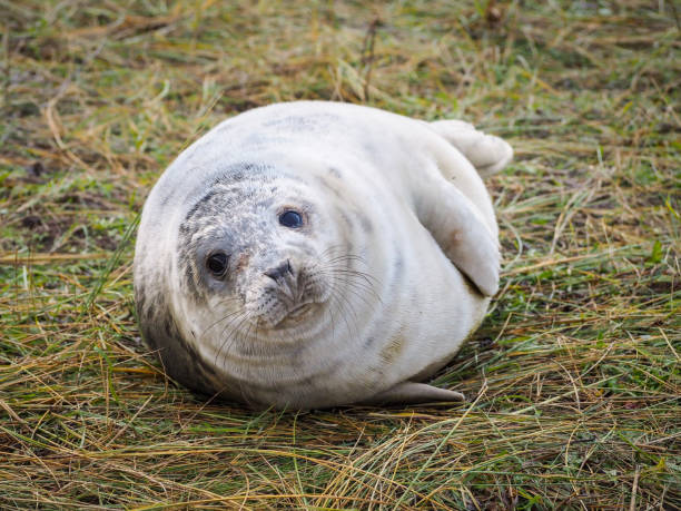 istock Donna Nook Lincolnshire Grey Seal pup 1357443031