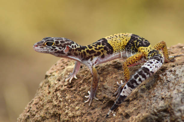 istock Indian leopard gecko, Eublepharis fuscus, Baramati, Maharashtra,  India 1357445569