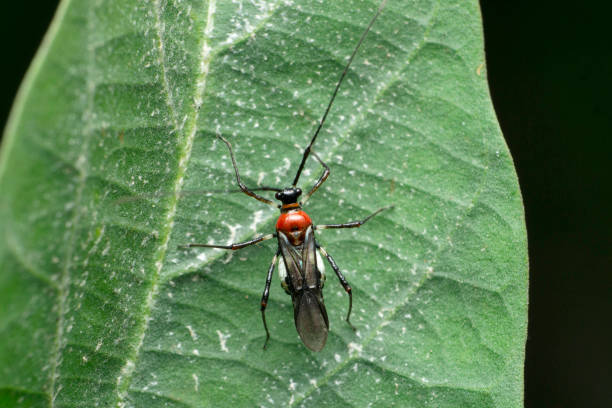 istock Red Assasin bug species, Satara, Maharashtra, India 1357445667