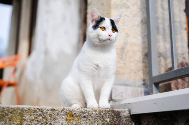 istock Adorable white kitty with orange eyes 1357448678