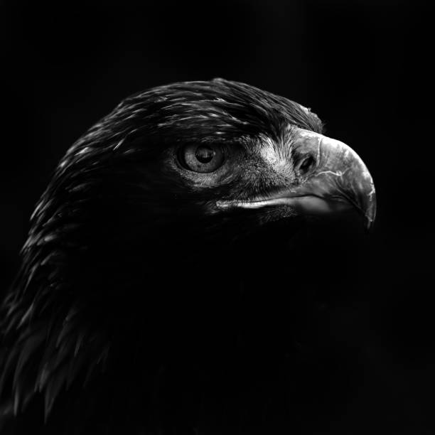 istock black and white close up of golden eagle head 1357448864