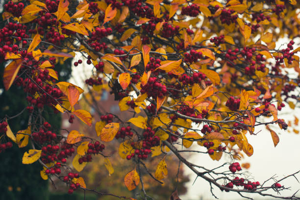 istock red berries and autumn leaves 1357449049