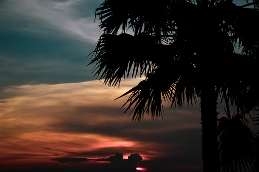 Silhouette of sabal palm or cabbage palm tree against colorful cloudy sky