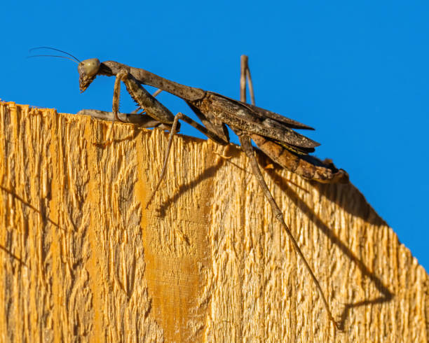 istock Praying Mantis on a fence 1357451289