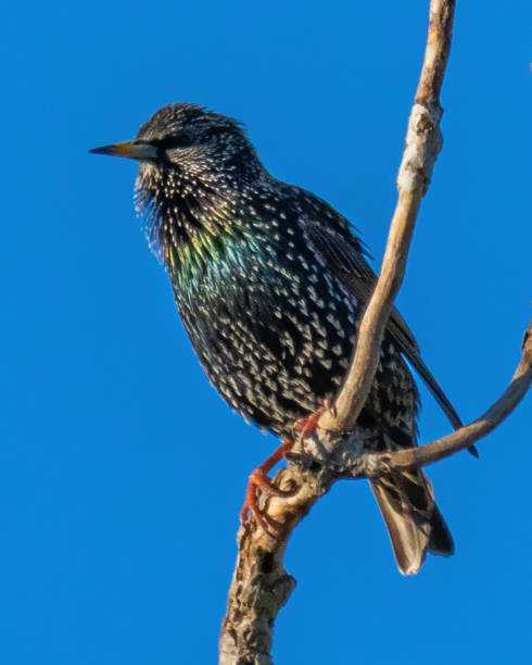 istock Starling bird in a tree looking for food 1357451335