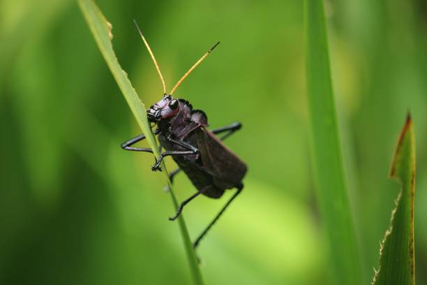 istock Purple lubber grasshopper (Taeniopoda reticulata), Costa Rica 1357452020