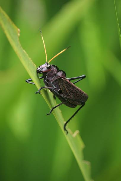 grasshopper on the courtain against flies