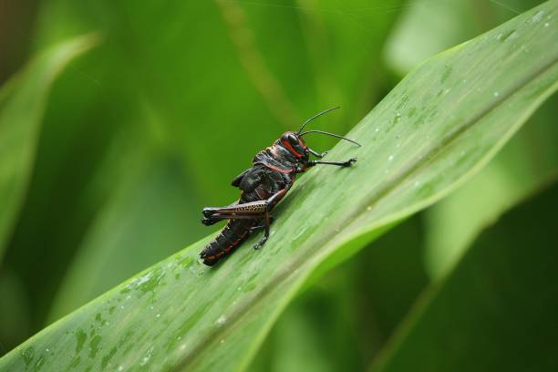 istock Giant grasshopper, Costa Rica 1357452046