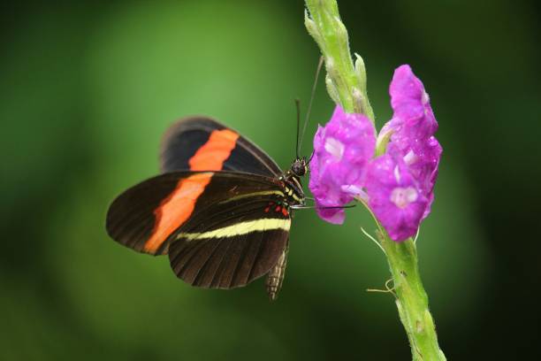 istock Butterfly (Red postman or heliconius erato) on a flower in Costa Rica 1357452050
