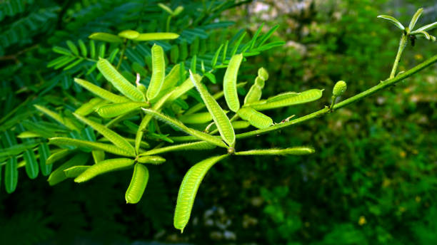 mimosa pigra fruit mimosa pigra is a woody shrub that has flat fruit with lined seeds. this plant is considered a weed because of its fast growth and easy spread. mimosa pigra stock pictures, royalty-free photos & images