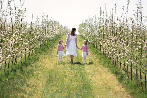 istock Mother and her twin daughters hold hands and walk through a blooming Apple orchard in spring. 1357452138