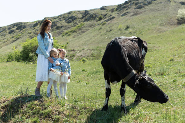 Free Stock Photo of Mother Cow and Calf Standing in Field | Download ...