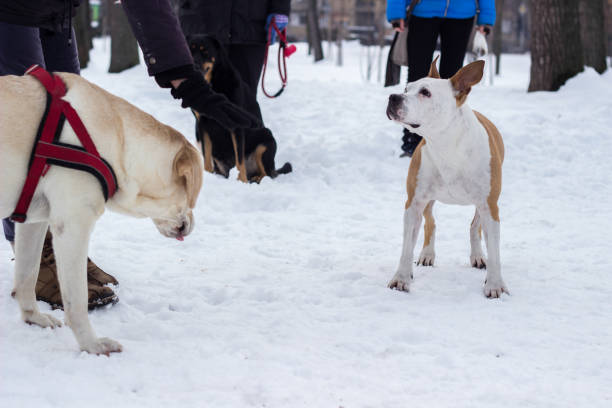 istock Dog winter joy portrait 1357452488