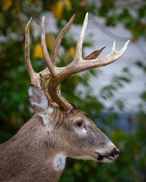 istock Deer Buck with fawn in the woods 1357452514