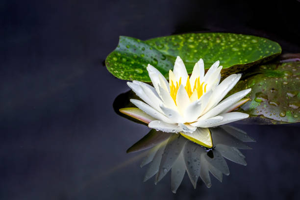 istock Beautiful thai yellow lotus flower 1357452593