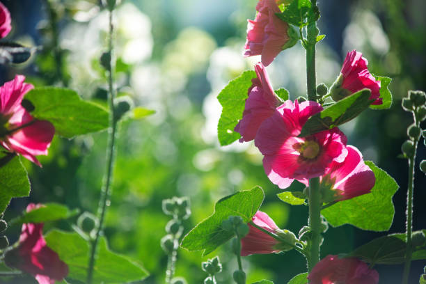 Bright pink crimson malva flowers with green leaves close up on a blur background.