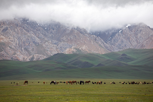 Shot in Xinjiang with Hasselblad camera