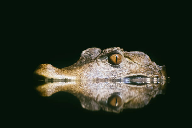 a hungry crocodile portrait while waiting for food stock photo
