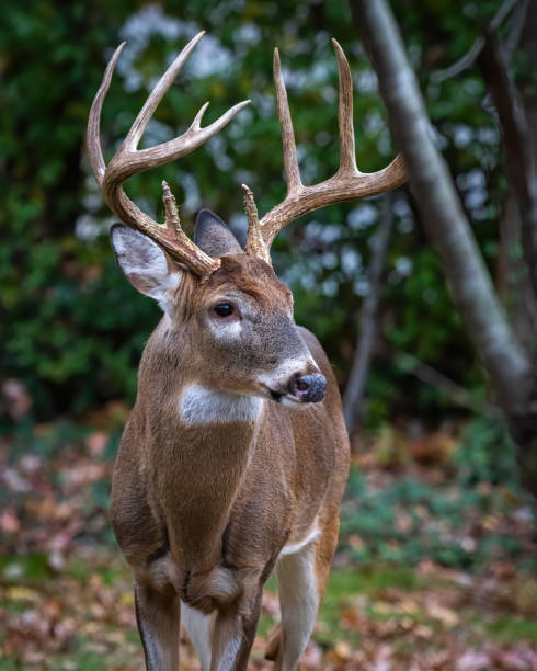 istock Deer Buck with fawn in the woods 1357453312