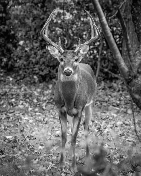 istock Deer Buck with fawn in the woods 1357453313