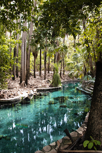 Hidden gem in the Northern Territory of Australia. Natural hot springs at Mataranka.