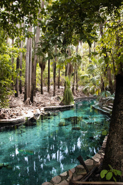 gorące źródła w mataranka, australia - rainforest forest river australia zdjęcia i obrazy z banku zdjęć