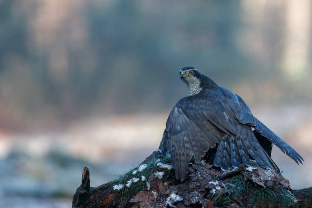 istock Northern goshawk in the forest 1357453429