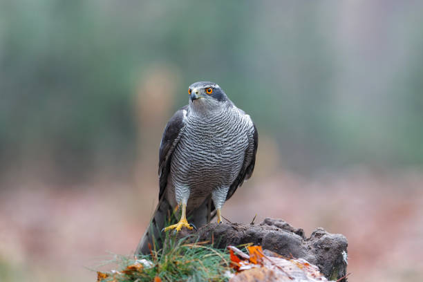 istock Northern goshawk in the forest 1357453443