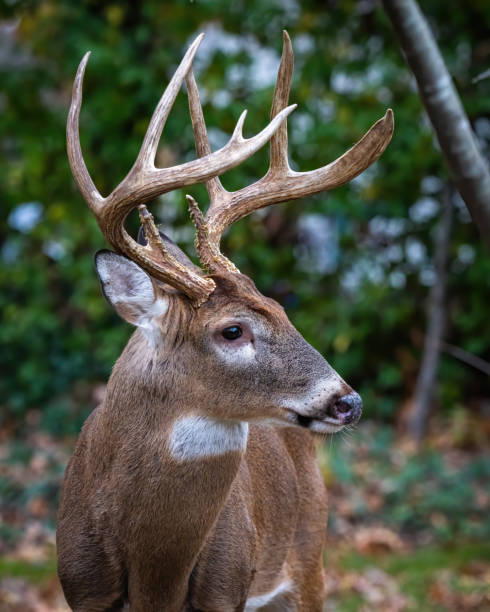 istock Deer Buck with fawn in the woods 1357453479