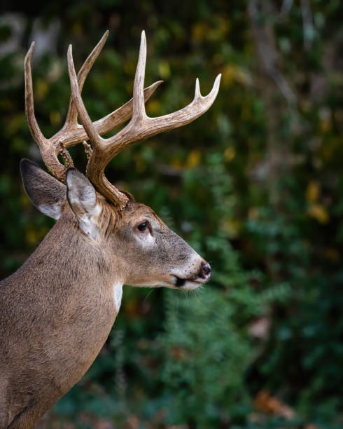 istock Deer Buck with fawn in the woods 1357453680
